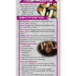 Hallucinogenic-mushrooms-fr Hallucinogenic-mushrooms-fr